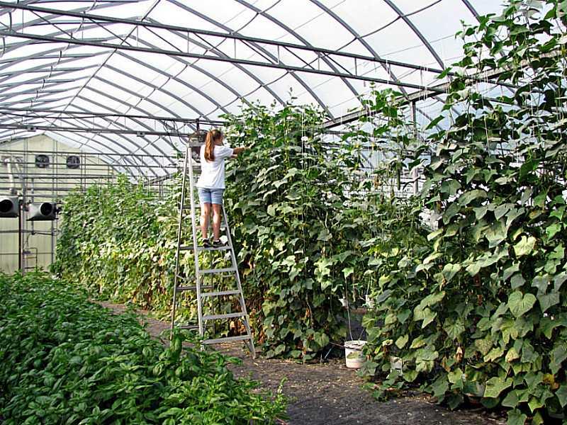 Working the vines — the ceiling is the point.